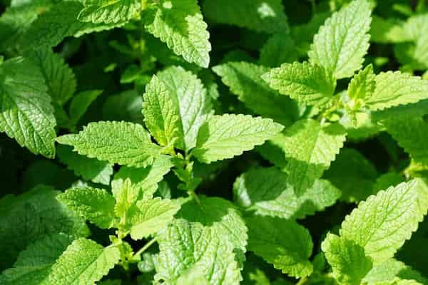 تصویر 5 از خرید و قیمت گیاه دارویی به لیمو + فروش عمده